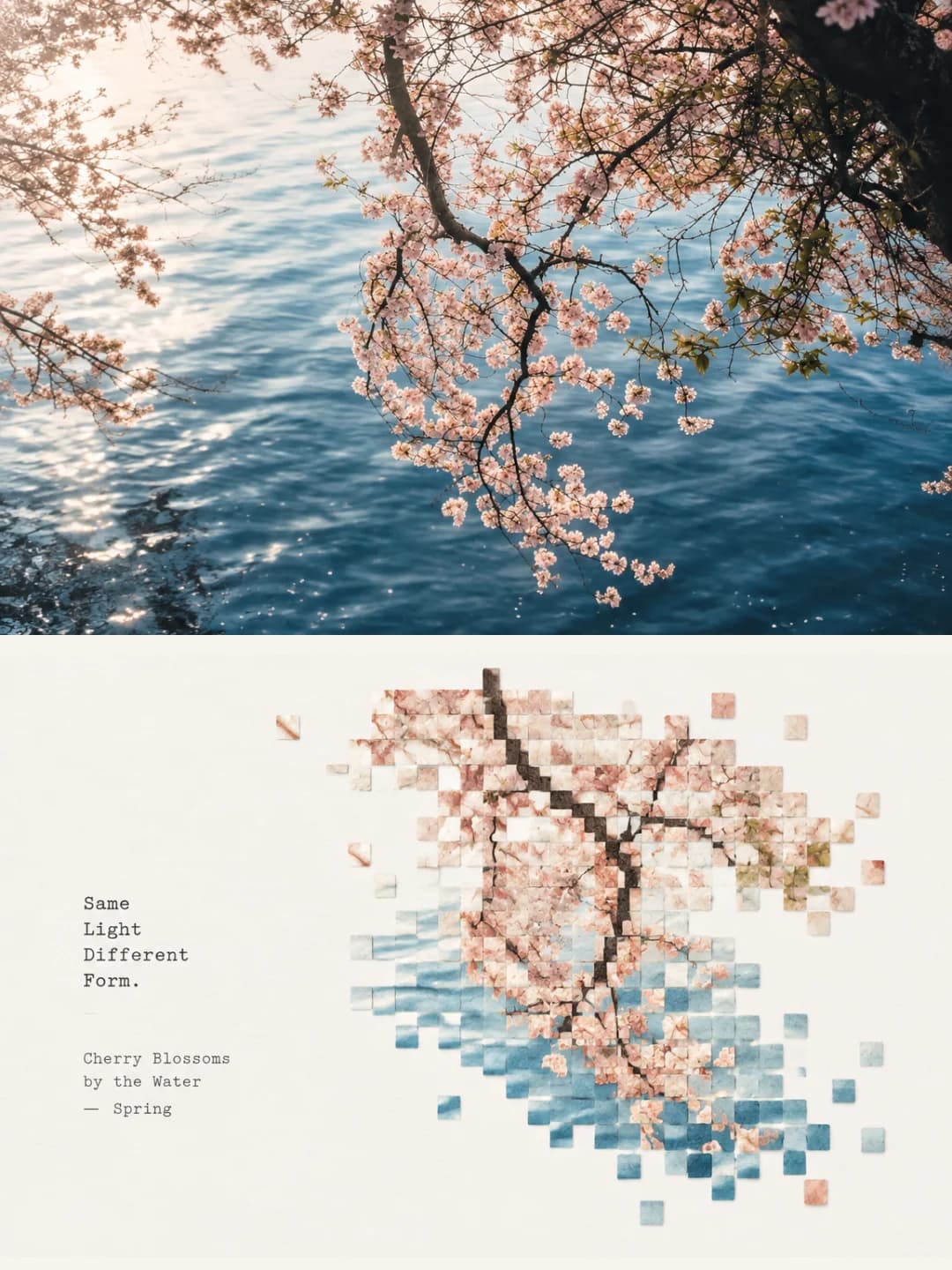Cherry blossom over water — the branch survives, the individual flowers do not
