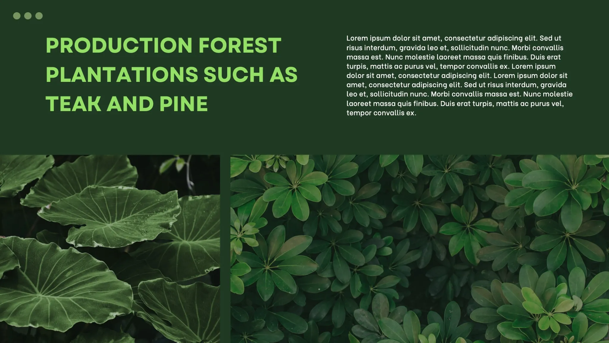 Dark Green and White Minimalist Nature Ecosystem Presentation - Page 4